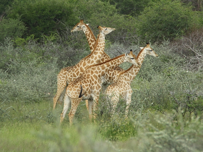 _17C1880 Giraffes.jpg